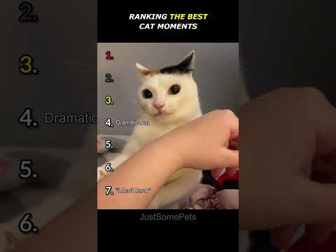 Ranking The Best Cat Moments