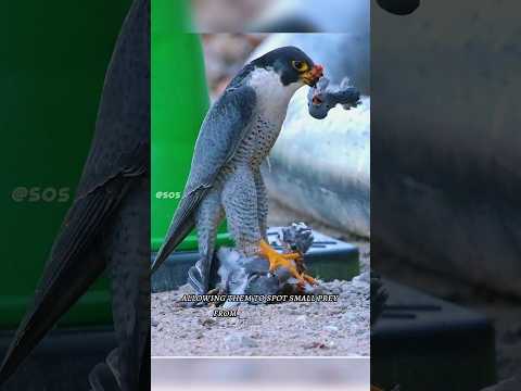 The world's Fastest Animal โกthat laughs even at Eagles (Real life Night Fury ) โ ๏ธ #falcon