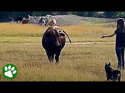 Giant Bull Reunited With The Girl Who Raised Him