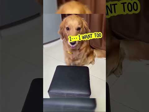 Try Not To Laugh, Dog Edition (Volume 19) #funny #dogs #shorts