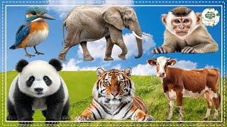 Discover Animal Sounds: Monkey, Dog, Chicken, Swan, Tiger, Donkey, Parrot, Sheep - Animal Sounds