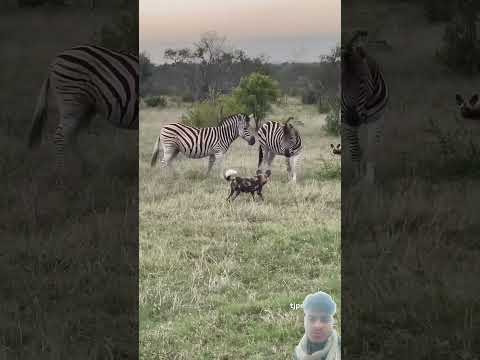 #safari #zebra #africa #travelphotography #krugernationalpark #wildanimal #savannah #travel