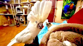 видео