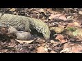 Exploring an Ant's Nest