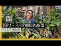 Indoor Plants and Their Benefits