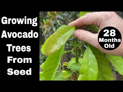 Growing Avocado Trees From Seed - 28 Month Update