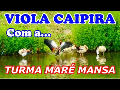 📟A TURMA DA MARÉ MANSA # Modão de Viola Caipira e Sertanejão Raiz