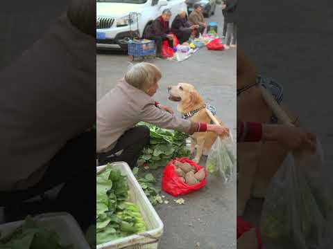 攤主賣給狗空塑膠袋tall owner sells empty plastic bags to dogs