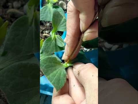 Simple Watermelon Grafting Technique With Pumpkin Rootstock #farmingtech