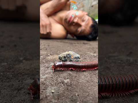 Dreaming twice, the millipede passes by and comes only when humans are in deep sleep #shorts