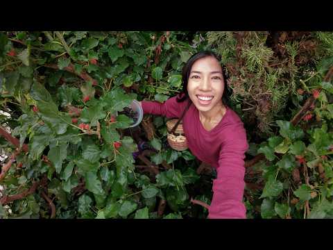 I Climb This Mulberry Tree 3 Times Per Year When It Fruits!