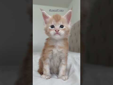 Which kitten is your favorite? #mainecoon #kitten #kittenshorts #cat #orangecat #orangekitten #fyp