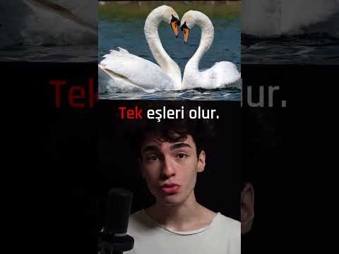 Aşkta Hangi Hayvansın?