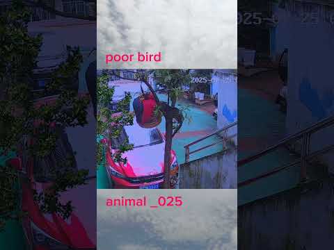Bird and cat video #animal _025 #animals#shorts