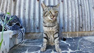 漁港の倉庫裏にいた猫にちゅーるをやってきた