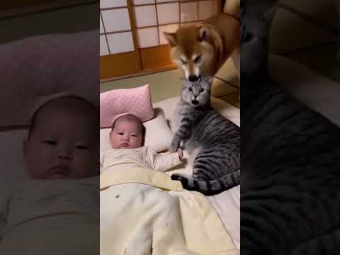 赤ちゃんの隣で気持ちよさそうに寝てたネッコ、赤ちゃん世話好きのイッヌによって強制退場…表情が予想の10倍切ない #shorts