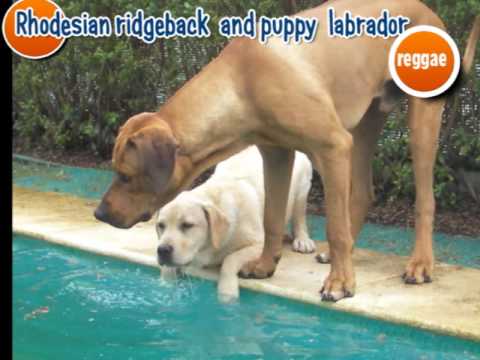 Rhodesian Ridgeback and Labrador puppy reggae - Tica e Leão na piscina