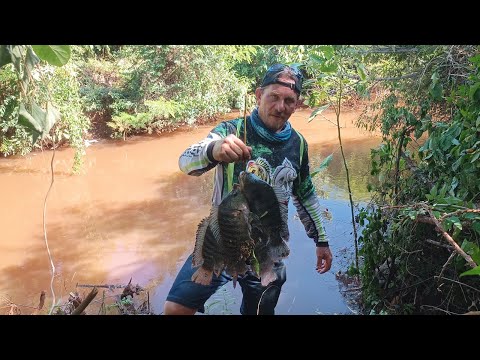 O riozinho que tem mais tilápia selvagem do Brasil!!!