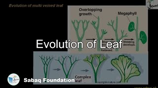 Evolution of Leaf