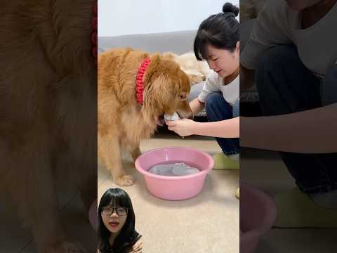 GUKGUK PUTS THE CLOTHES IN THE TRASH :) #shorts #funny #cutedog #fyp