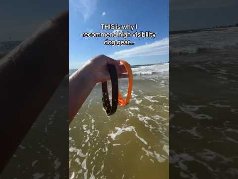 THIS is why you need high visibility dog gear!