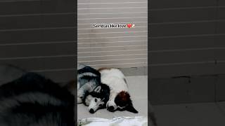 St Bernard puppy 🐶 with Husky 🐶❤️