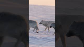 How does this chilly stand off end? #HostilePlanet