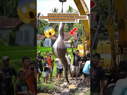 Detik Detik Excavator Evakuasi Bangkai Ular Piton‼️ #ai #shorts #viral #trending