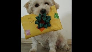 Holly Hund - Happy Birthday