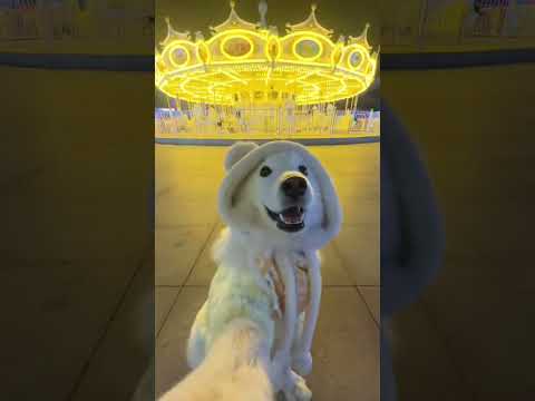 dog #apt