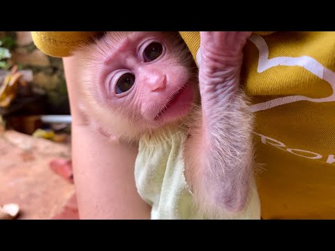 Lovely monkey Linda is lovingly cared for by her mother