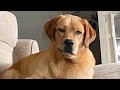 Dog Behavior and Understanding