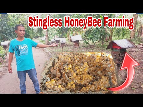 Stingless Honeybee Farming in the Philippines