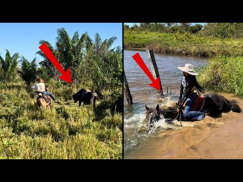 PEGANDO BOI BRAVO PARA O EMBARQUE. CAVALO NÃO AGUENTOU E DEITOU COMIGO 😱