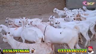 ٹیڈی گبن بکریاں خریدیں جلدی رابطہ کریں صرف بسم الله گوٹ فارم ڈیرہ غازی خان