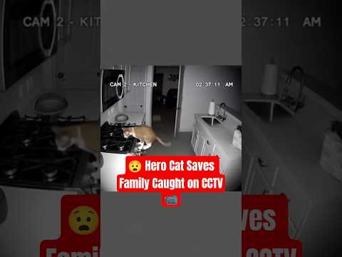 Security Camera Captures Heroic Cat Saving Family from Deadly Gas Leak! #herocat #securitycamera