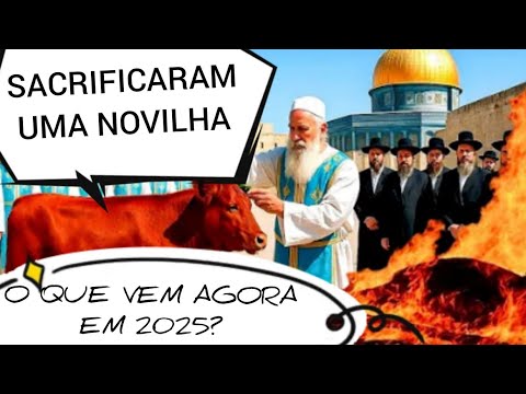 NOVILHA VERMELHA FOI OFERECIDA! VÃO RECONSTRUIR O 3o TEMPLO?
