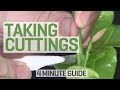 Plant Propagation Techniques and Tips