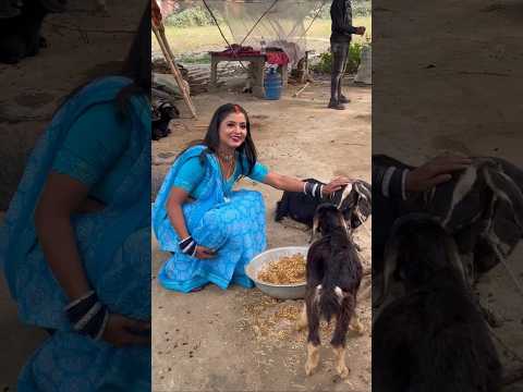 देखिए रितु चौहान गांव में शूटिंग सेट पर बकरियों के साथ कैसे खेल रही है 😲😲…..
