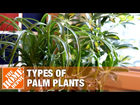 Types of Palm Plants