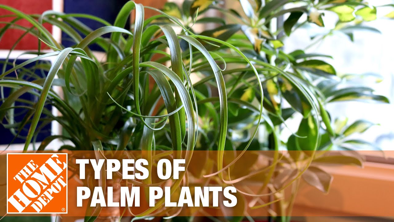 Types of Palm Plants
