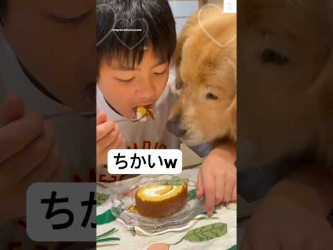 圧がすごい😂近すぎるゴールデンレトリバー🐶　　#ゴールデンレトリバー #大型犬　#犬　#かわいい犬  #犬のいる暮らし