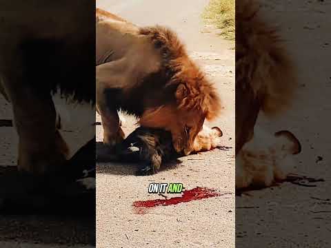 #animals #animalworld #lion #tiktok #foryou #amazinganimalsworld #fyp #wildafrica #shockinghunting