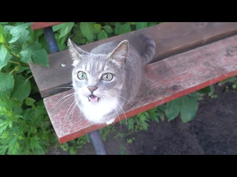 A young kitty little meows on the bench
