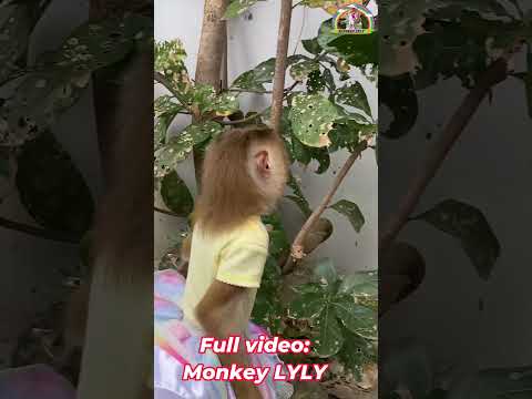 What is Lyly monkey curious about?? #shorts #monkey #youtubeshorts #cutefunny #viralshort