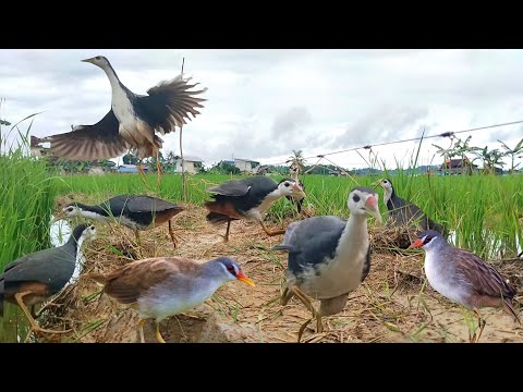 suara burung pikat ruak ruak dan tikusan ini betul betul paling ampuh