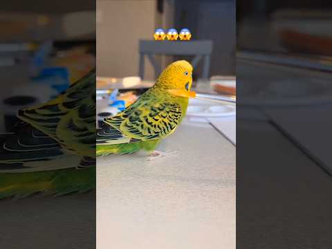 when you are 4 and home alone 💀💀💀  #shorts #memes #parrot #funnyanimal