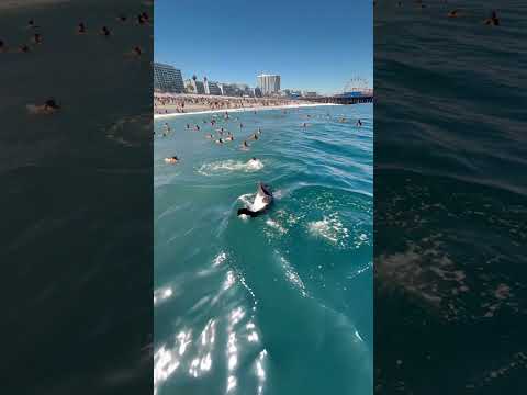 What Happens When a Shark Enters a Tourist Beach?🦈🏖️😱 #sharkencounters