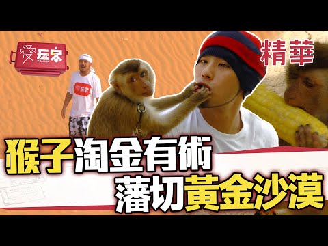 猴子淘金有術！幫觀光客抓跳蚤？藩切神秘浪漫黃金沙漠【週一愛玩客】自由發揮精華｜20120305