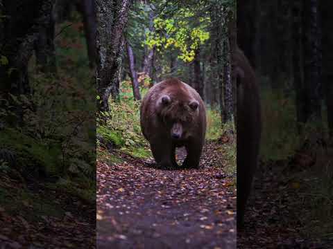 Cats, dogs, animal lover #cat #anmals #cute #funny